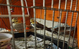 Cockatiels birds for sale: Breeding pair Cockatiels - Image 5