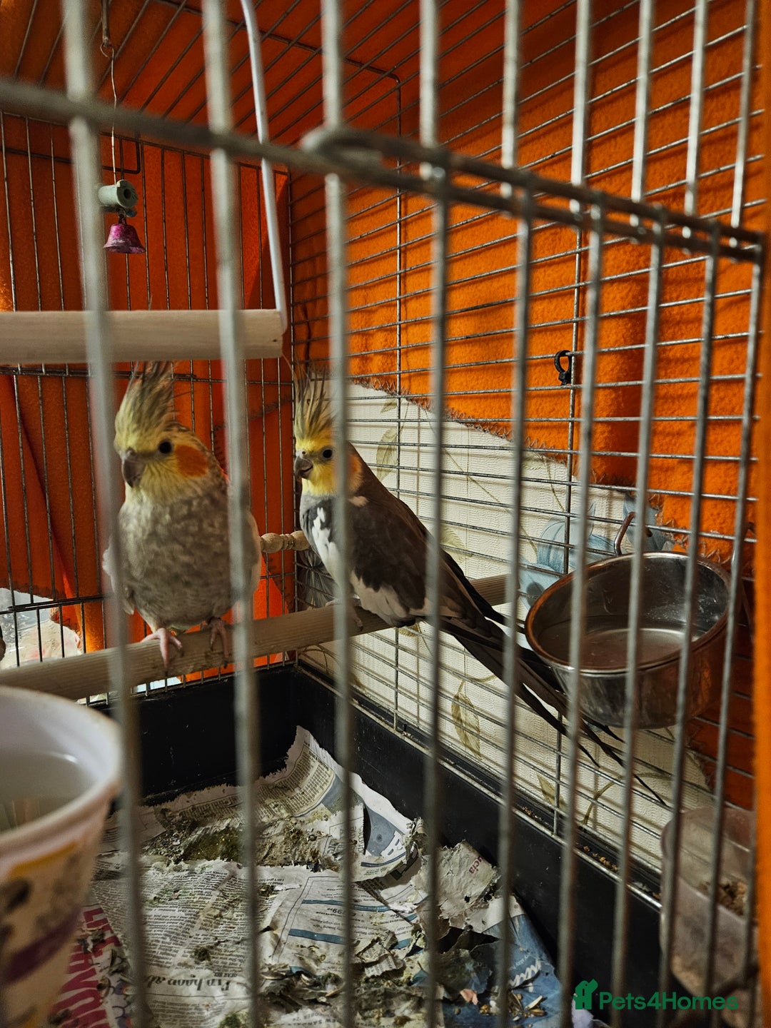 Cockatiels birds for sale: Breeding pair Cockatiels - Image 5
