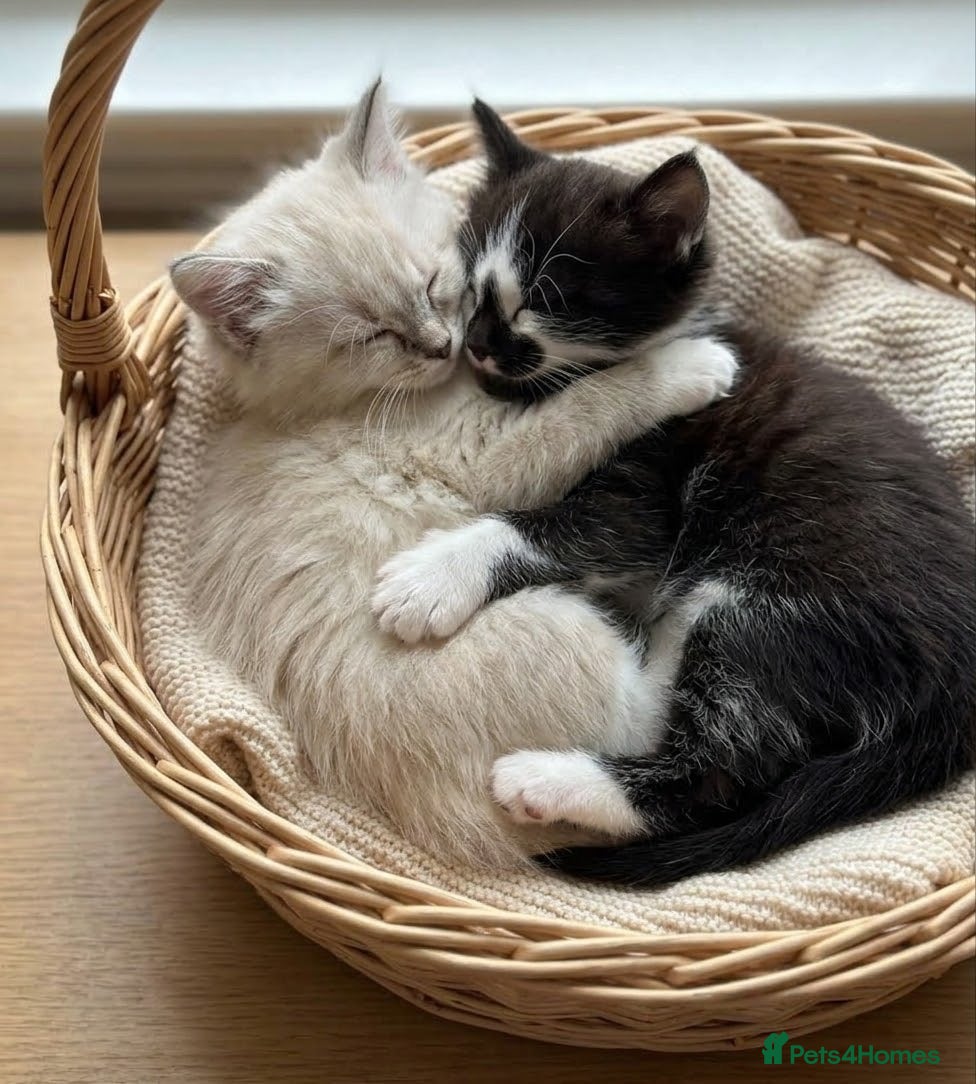 Mixed Breed cats Four Stunning Ragdoll  & Ragamuffin kittens  - Advert 12