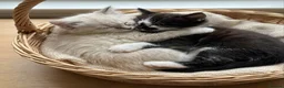 Mixed Breed cats for sale: Four Stunning Ragdoll  & Ragamuffin kittens  - Advert 15