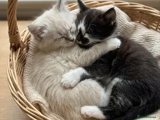 Mixed Breed cats Four Stunning Ragdoll & Ragamuffin kittens - Advert 1