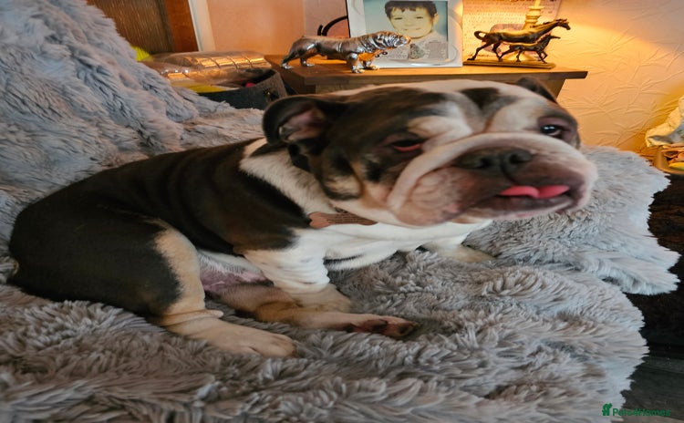 English Bulldog dogs - Advert 1