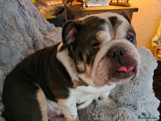 English Bulldog dogs - Advert 6