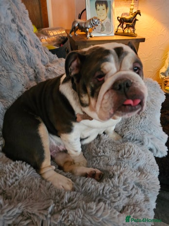 English Bulldog dogs - Advert 1