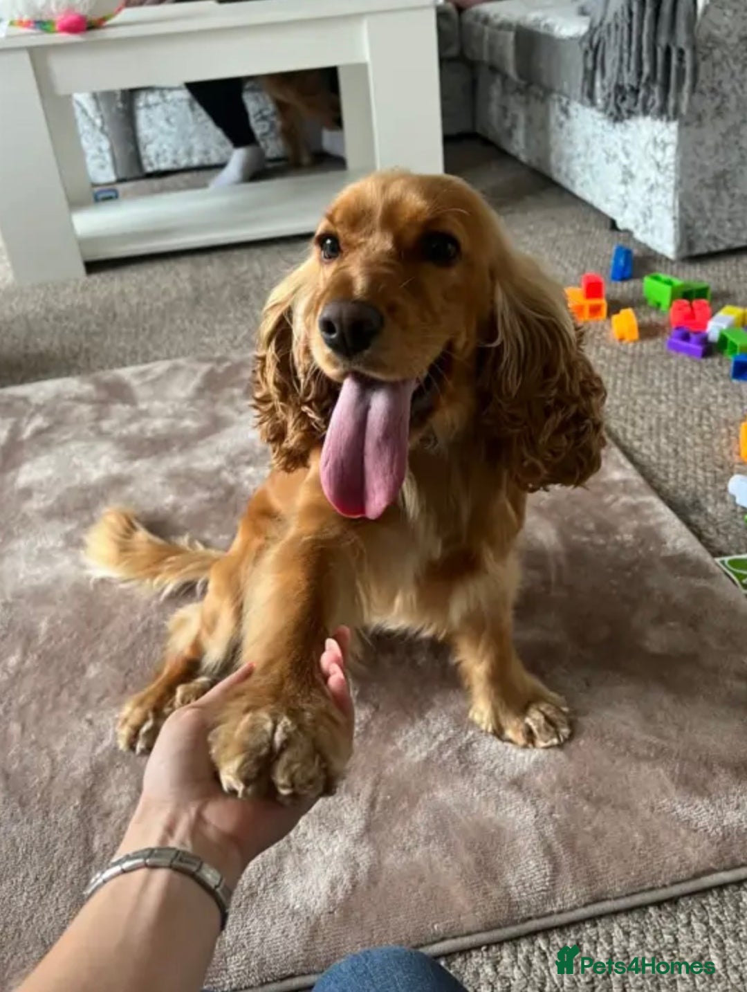 Cocker Spaniel dogs for sale: Meet Daisy – looking for her forever home❤️ - Advert 1