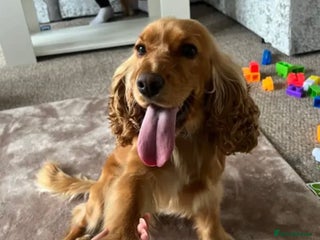 Cocker Spaniel dogs for sale: Meet Daisy – looking for her forever home❤️ - Advert 1