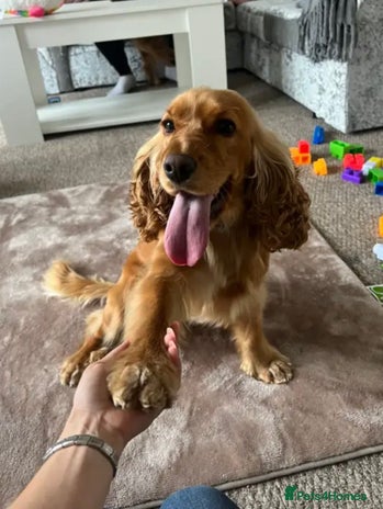 Cocker Spaniel dogs Meet Daisy – looking for her forever home❤️ - Advert 1