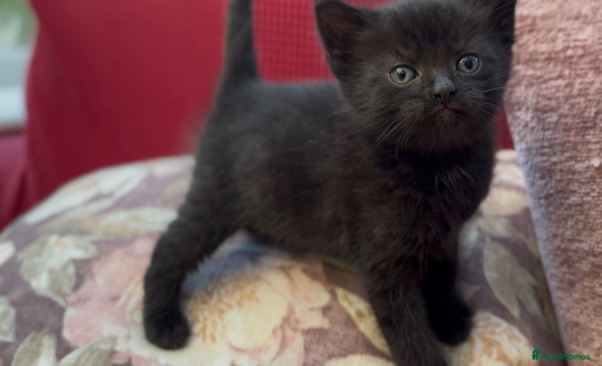 Mixed Breed cats Stunning Sheba female kitten - Advert 5