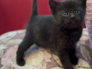 Mixed Breed cats Stunning Sheba female kitten - Advert 5