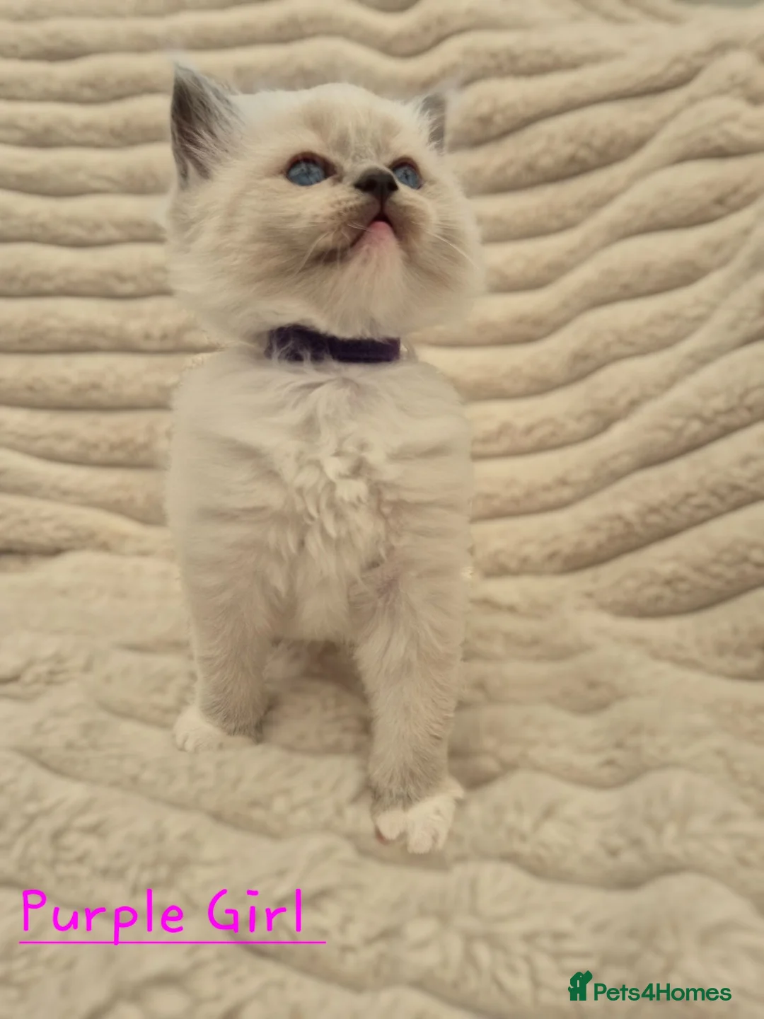Ragdoll cats for sale: Ragdall Gccf Bicolour/Mitted ChampionBloodlines - Advert 2