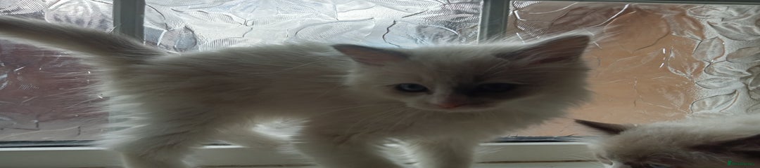 Ragdoll Kitten 1