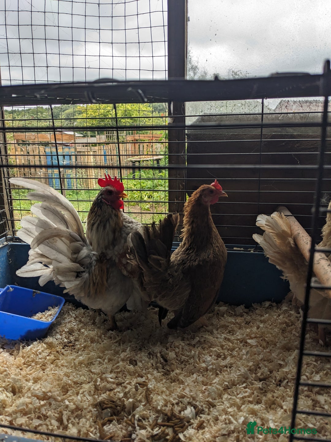 Chickens poultry for sale: Tiny Seramas Bantams,Adults & Youngsters. - Image 19