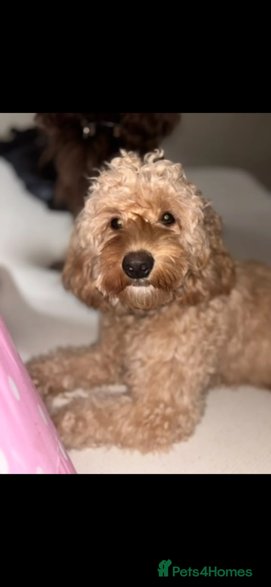 Cockapoo dogs for sale: Cockapoo x  - Advert 5