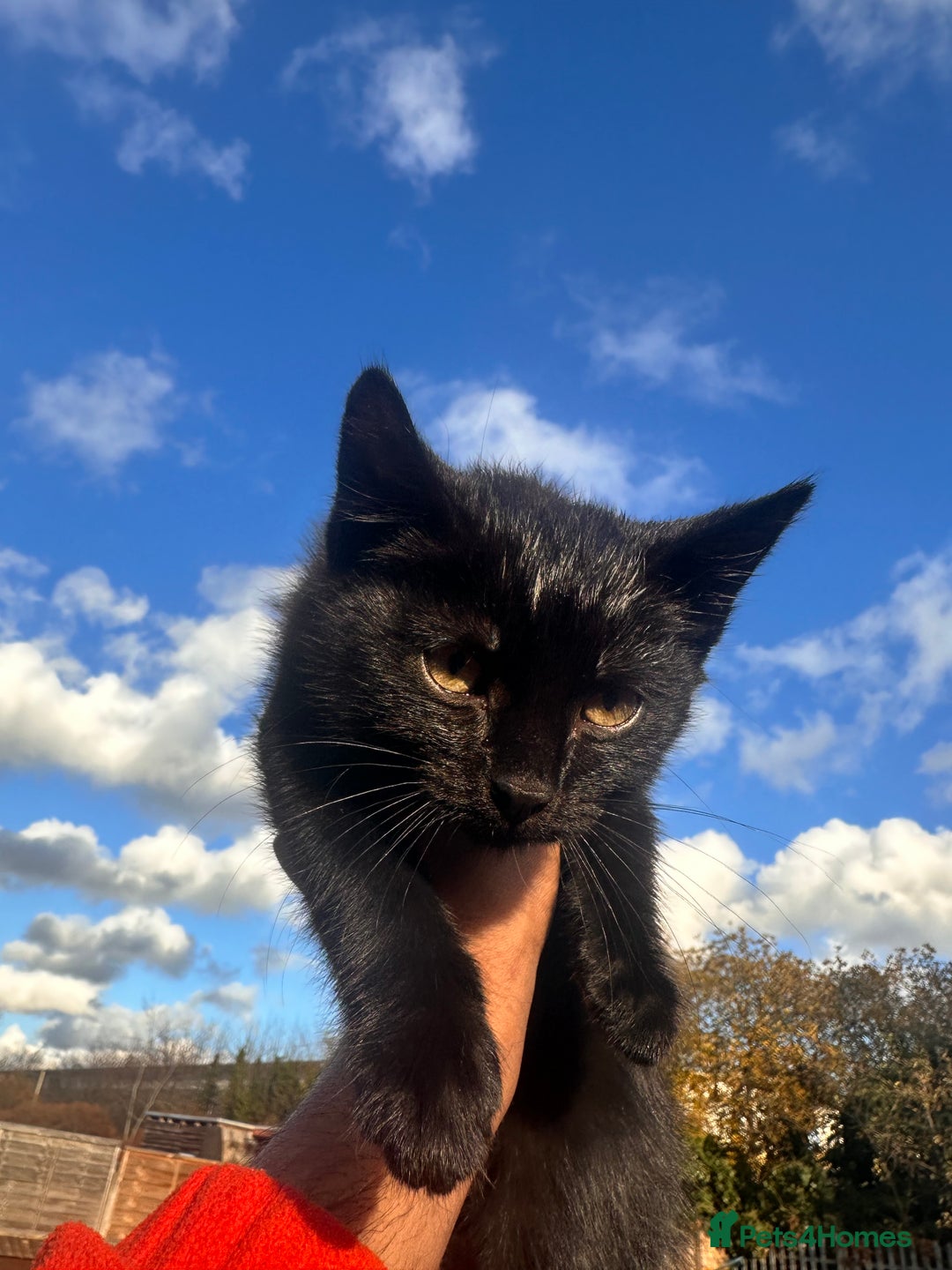 Mixed Breed cats for sale: Hybrid-Breed Kittens Available – Raised With Love - Advert 6