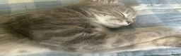 Mixed Breed cats for sale: Scottish Fold /Straight mixed breed kittens, ready - Advert 3