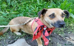 Mixed Breed dogs for adoption: 💖🐶 BONNY 🐶💖 - Image 12