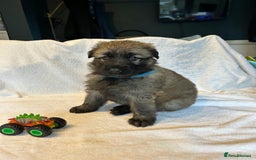 German Shepherd dogs for sale: KC Long Coated German Shepherd Puppies  - Image 2