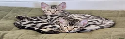 Bengal cats for sale: Stunning pedigree Bengal kittens TICA Registered  - Advert 3