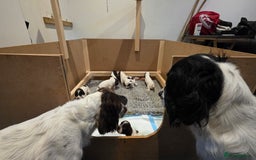 English Springer Spaniel dogs for sale: English Springer Spaniel Puppies - Image 5