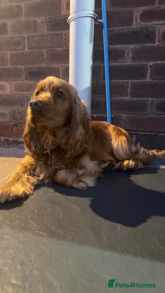Cocker Spaniel dogs KC Golden Show Cocker Stud - Advert 1