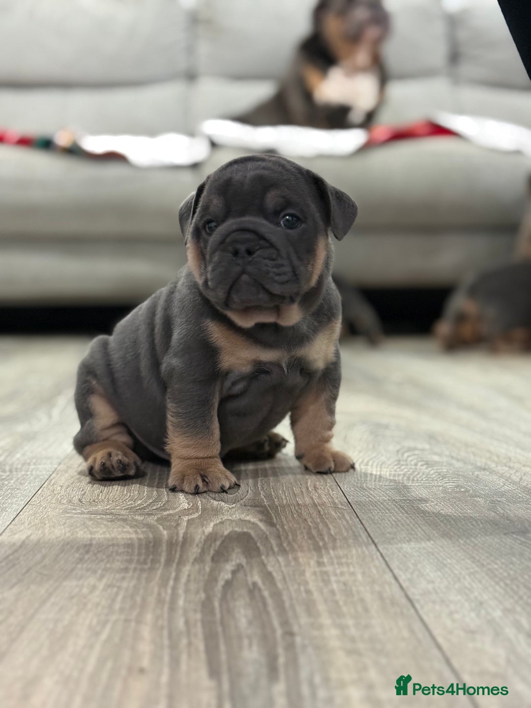 English Bulldog dogs for sale: Stunning English Bulldog Puppies - Advert 5