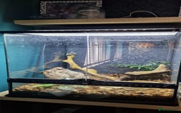 Frog reptiles for sale: 4 amazon milk frog's - Image 4