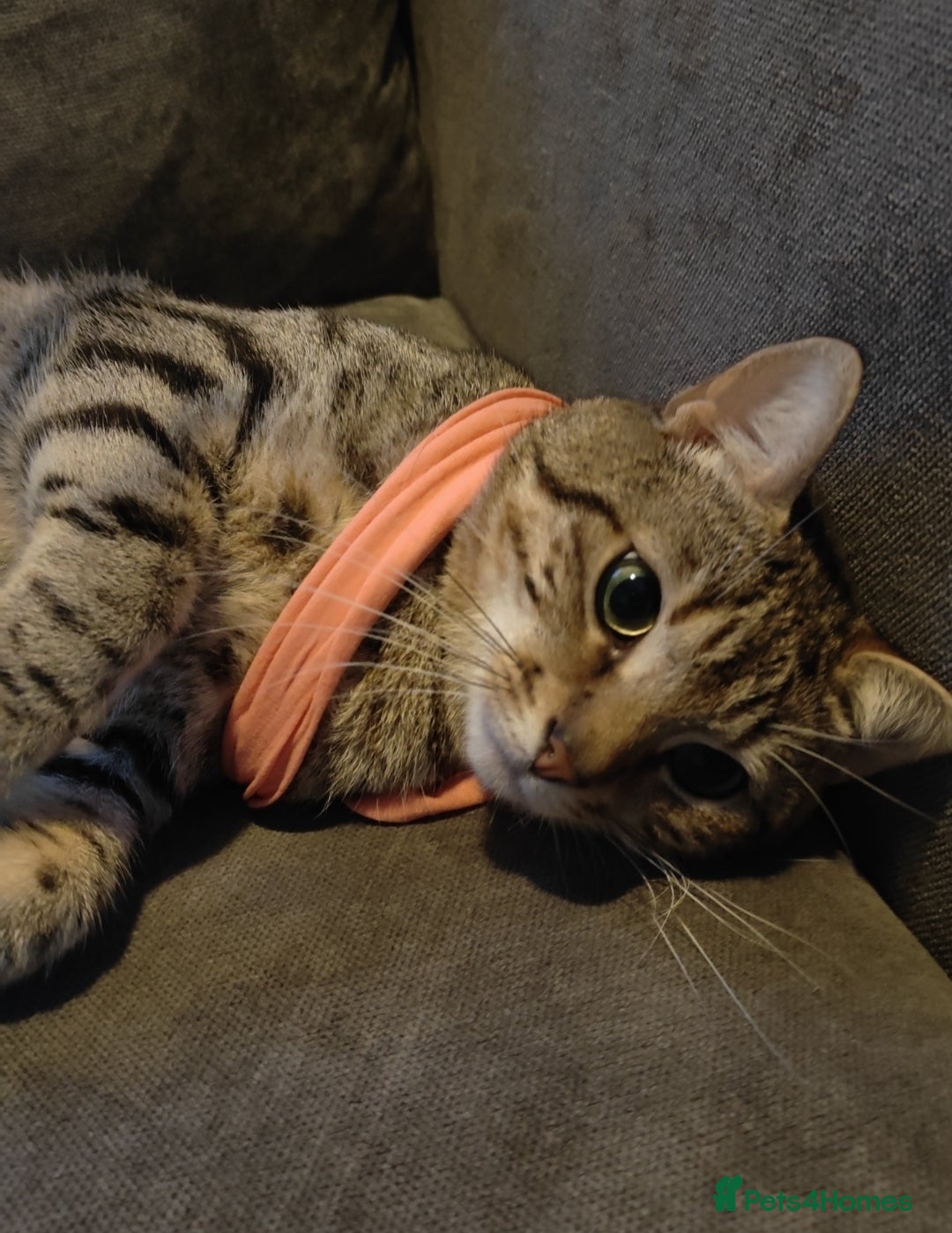 Mixed Breed cats Male tabby FREE FREE FREE FREE - Advert 1