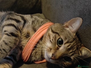 Mixed Breed cats Male tabby FREE FREE FREE FREE - Advert 1