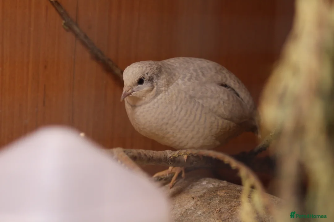 Quail poultry for sale: Chinese Painted (button) Quail Eggs 12 + EXTRAS - Advert 15