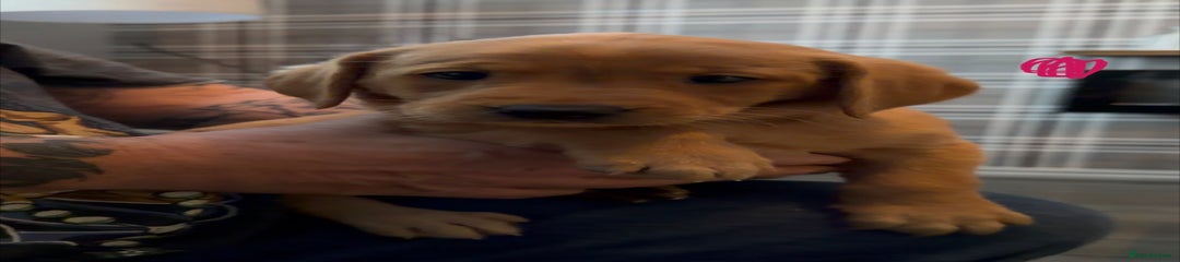 Labrador Retriever Puppy 5