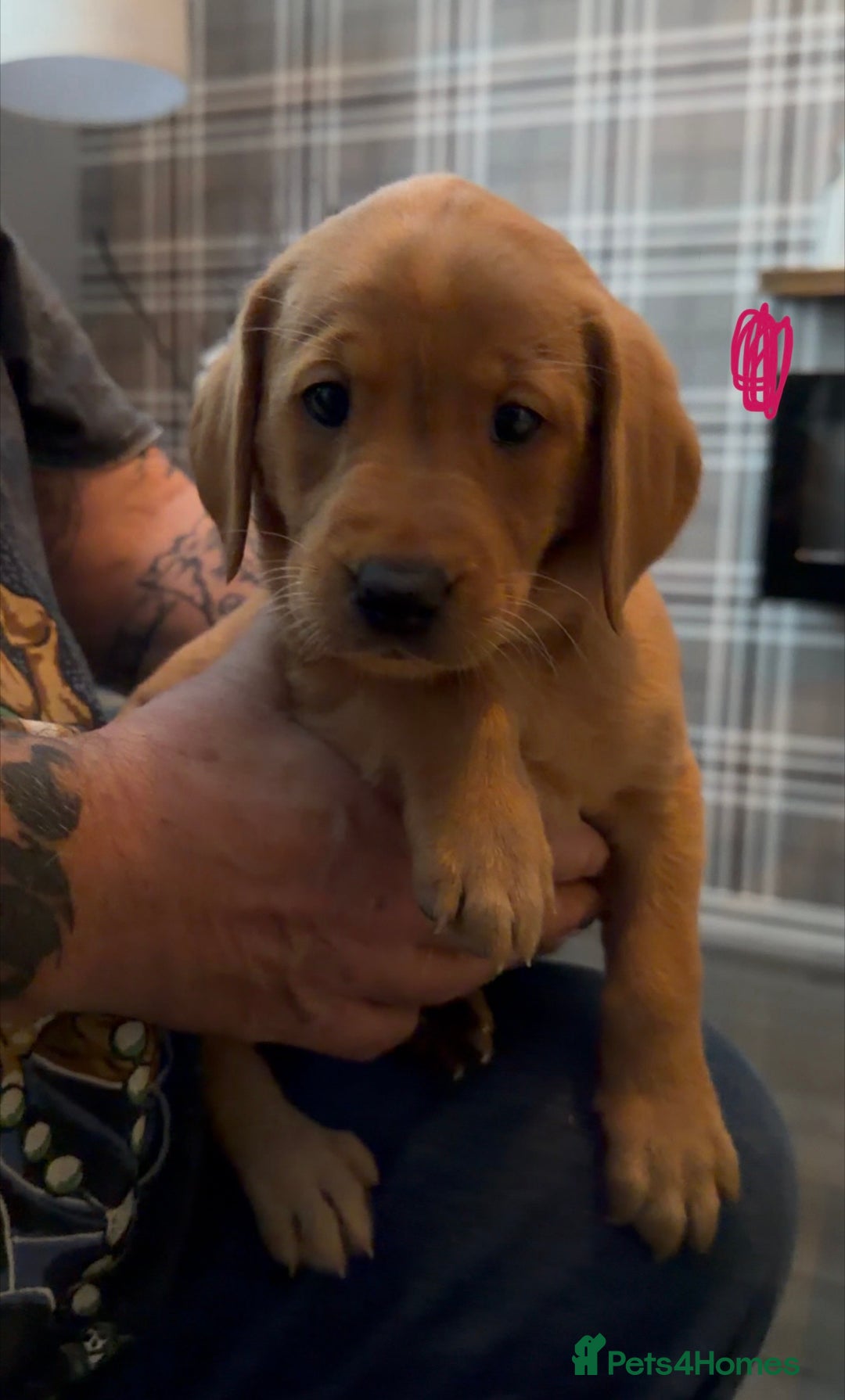 Labrador Retriever dogs for sale: Fox Red Labrador Puppies - Advert 7