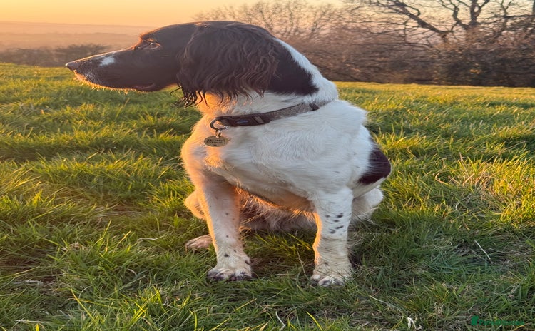 English Springer Spaniel dogs - Advert 1