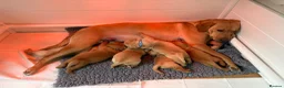 Labrador Retriever dogs for sale: Beautiful Labrador retriever puppies for sale - Advert 11
