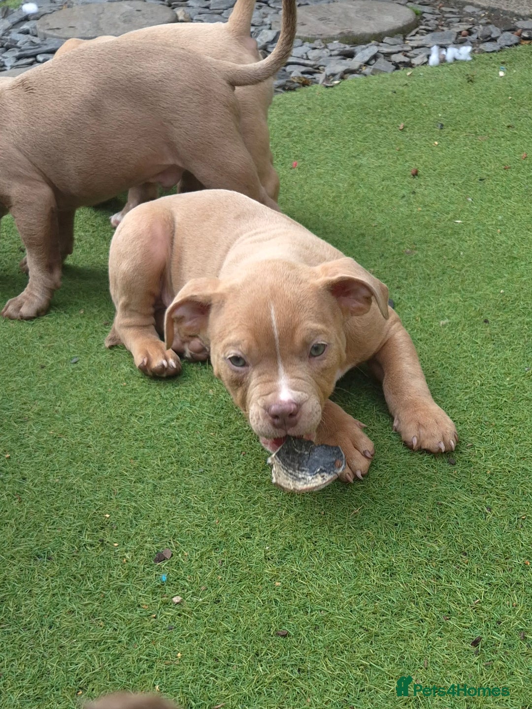 American Bully dogs for sale: Champagne, Chocolate, Merle Micro Pocket Bullys  in Wilmslow - Image 9