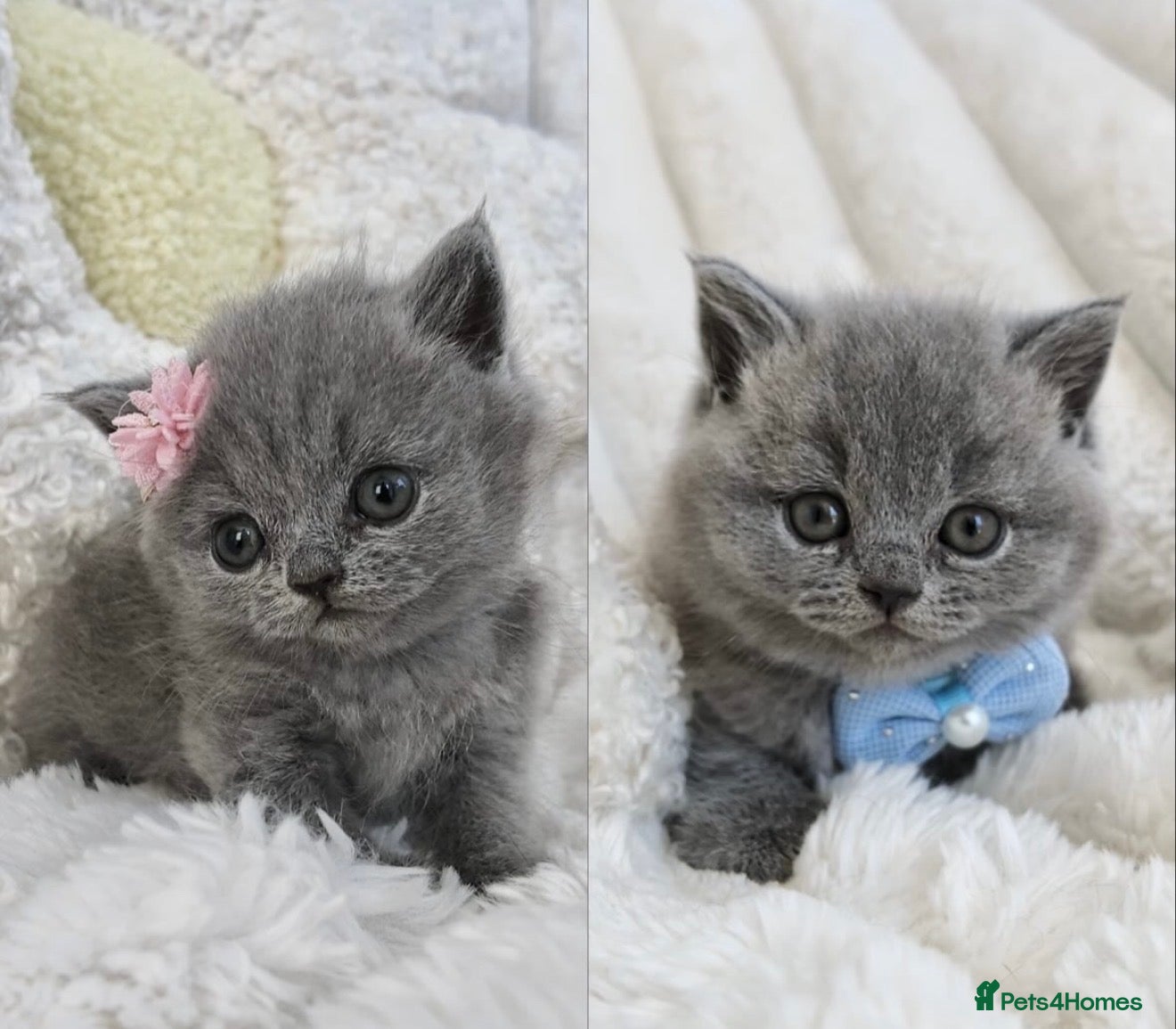 British Shorthair cats GCCF Registered Kittens Blue British Shorthair - Advert 1
