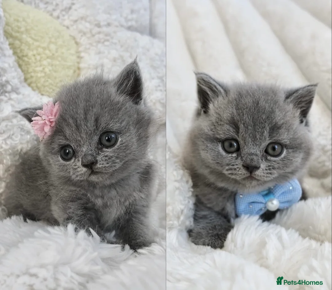 British Shorthair cats for sale: READY TO LEAVE GCCF Registered Kittens Blue BSH - Advert 1