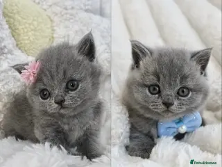 British Shorthair cats GCCF Registered Kittens Blue British Shorthair - Advert 1