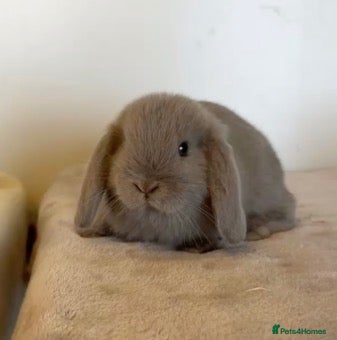 Mini Lop rabbits Pure mini lop rabbits to be reserved  - Advert 4