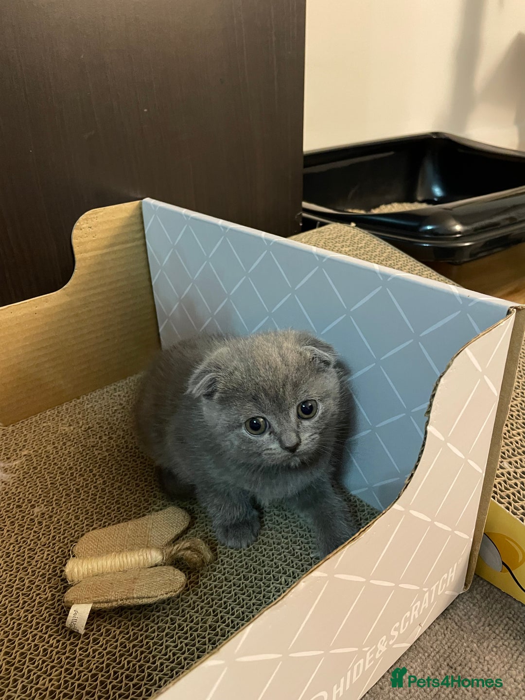 Scottish Fold cats for sale: PURE BREED SCOTTISH FOLD KITTENS 🐾 - Advert 16