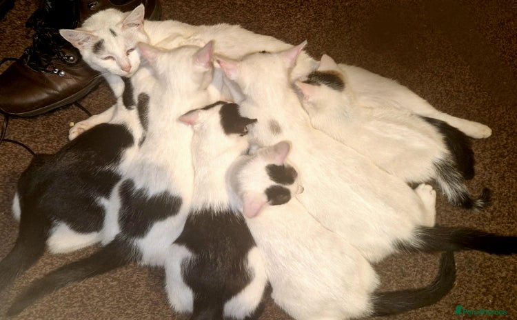 Domestic Shorthair cats - Advert 2