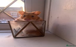 Hamster rodents for sale: Syrian hamster - Image 1