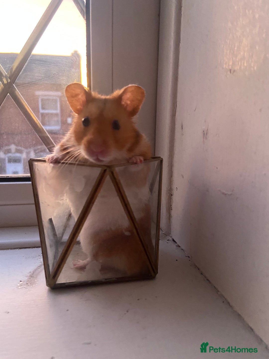 Hamster rodents for sale: Syrian hamster - Image 1