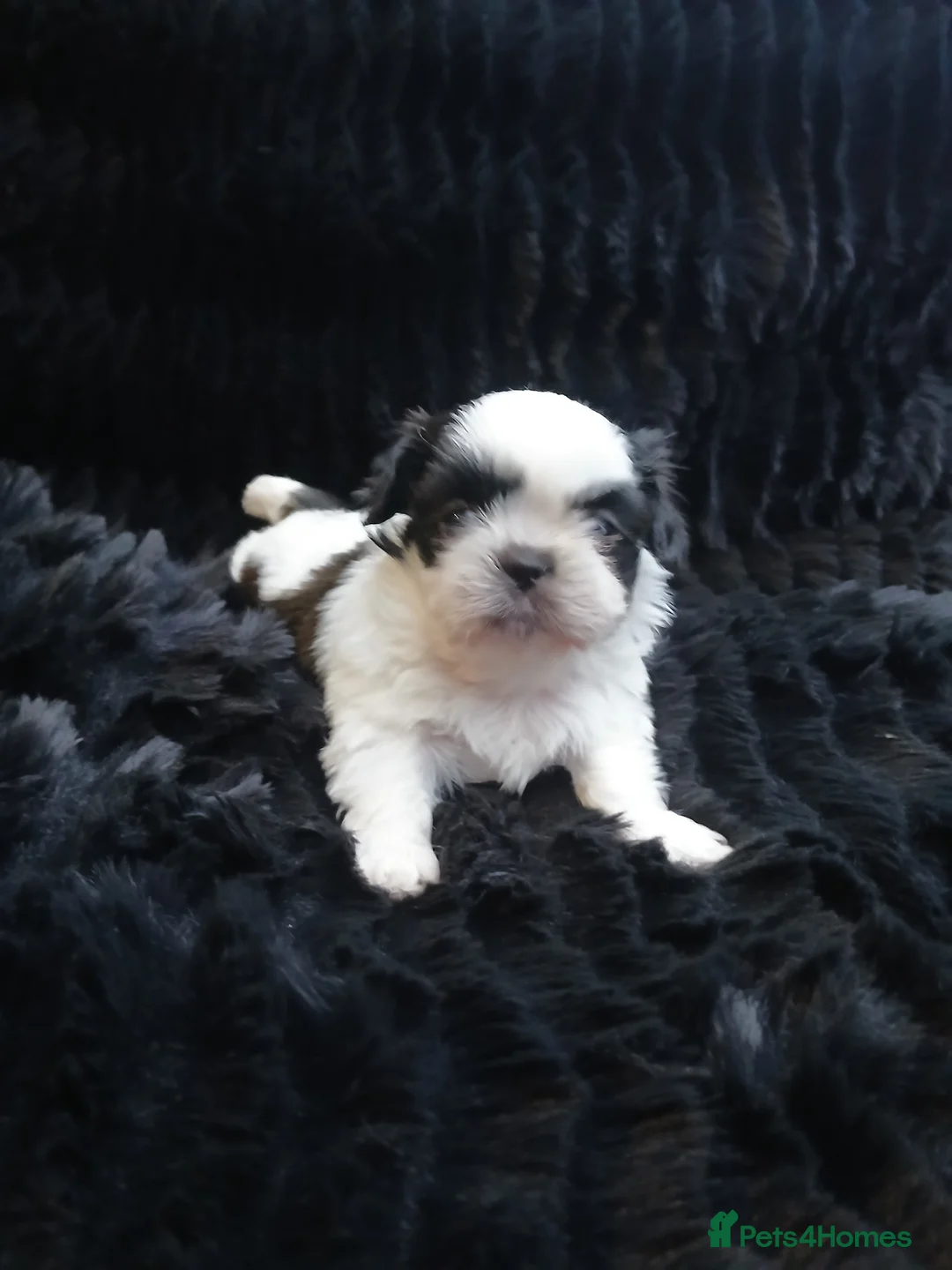 Shih Tzu dogs for sale: 4 Shih-tzu boy puppies for sale 1200/1300 - Advert 11