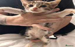 Bengal cats for sale: Beautiful bengal  - Image 3
