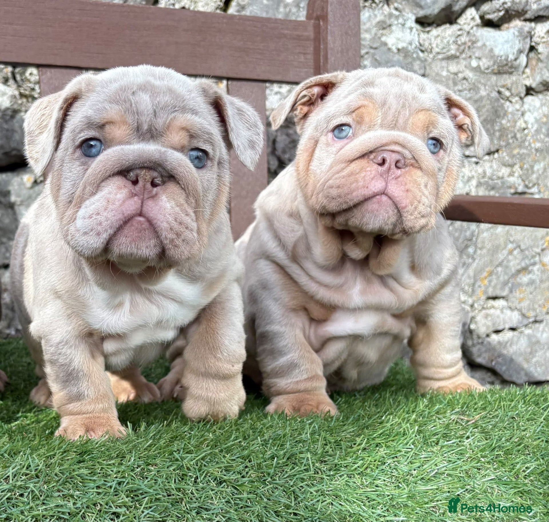 English Bulldog dogs Ready Tuesday! Outstanding Bulldog Puppies - Advert 3