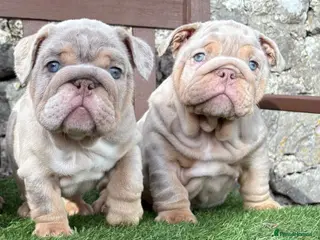 English Bulldog dogs Ready Tuesday! Outstanding Bulldog Puppies - Advert 3