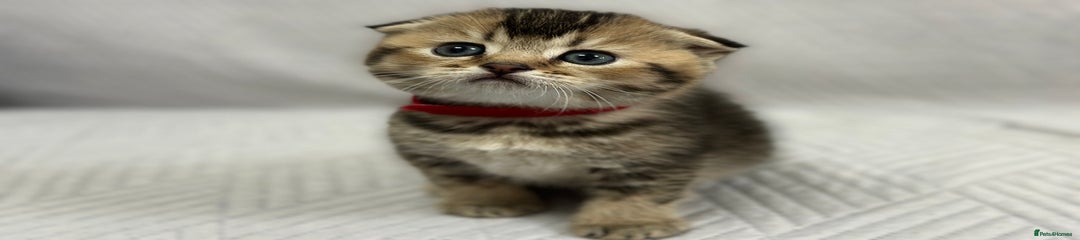Scottish Fold Kitten 2 ( red )