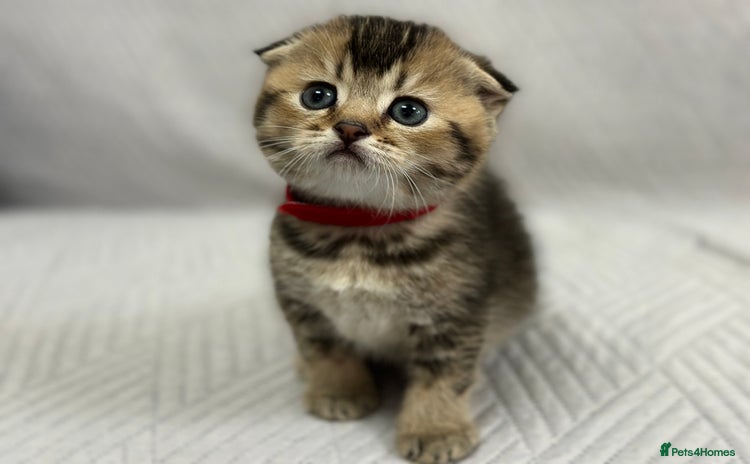 Scottish Fold cats - Advert 3