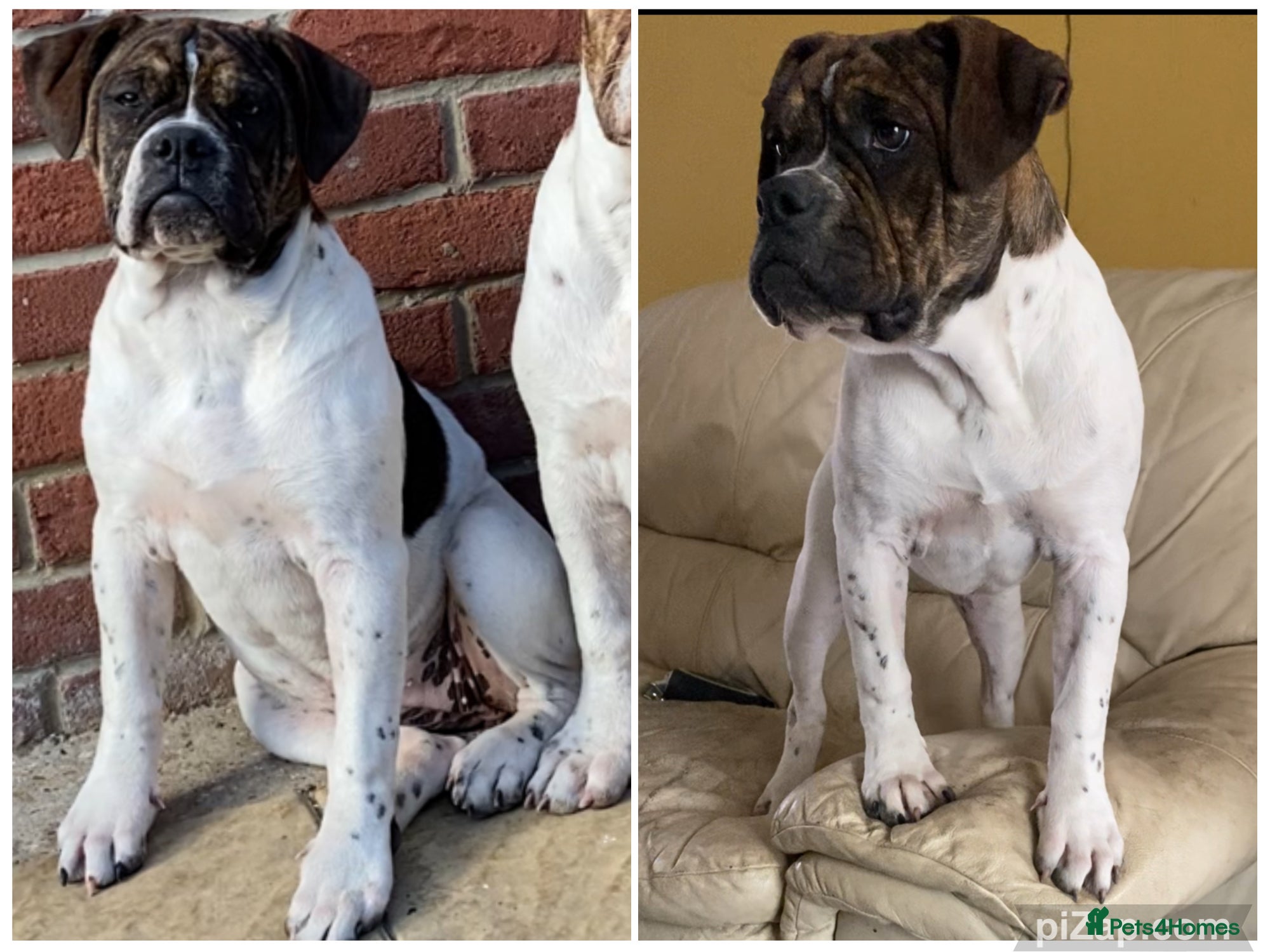 Alapaha Blue Blood Bulldog dogs ALAPAHA BULLDOGS FEMALE 100%PURE - Advert 1