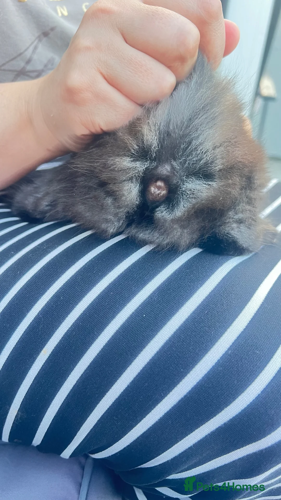 British Longhair cats for sale: Small very fluffy kitten in London ready now - Advert 13